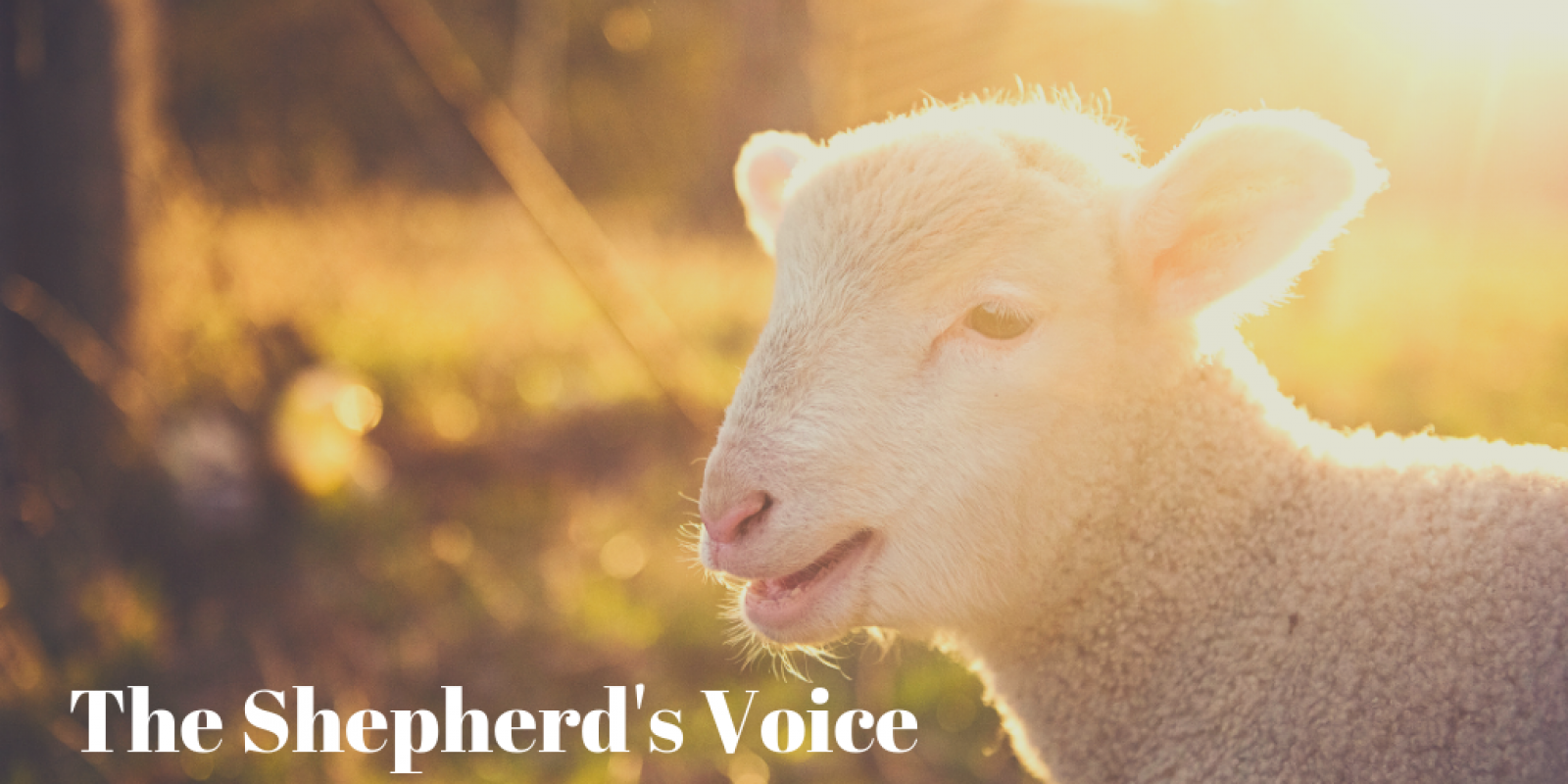 The Shepherd's Voice - Preachers Corner